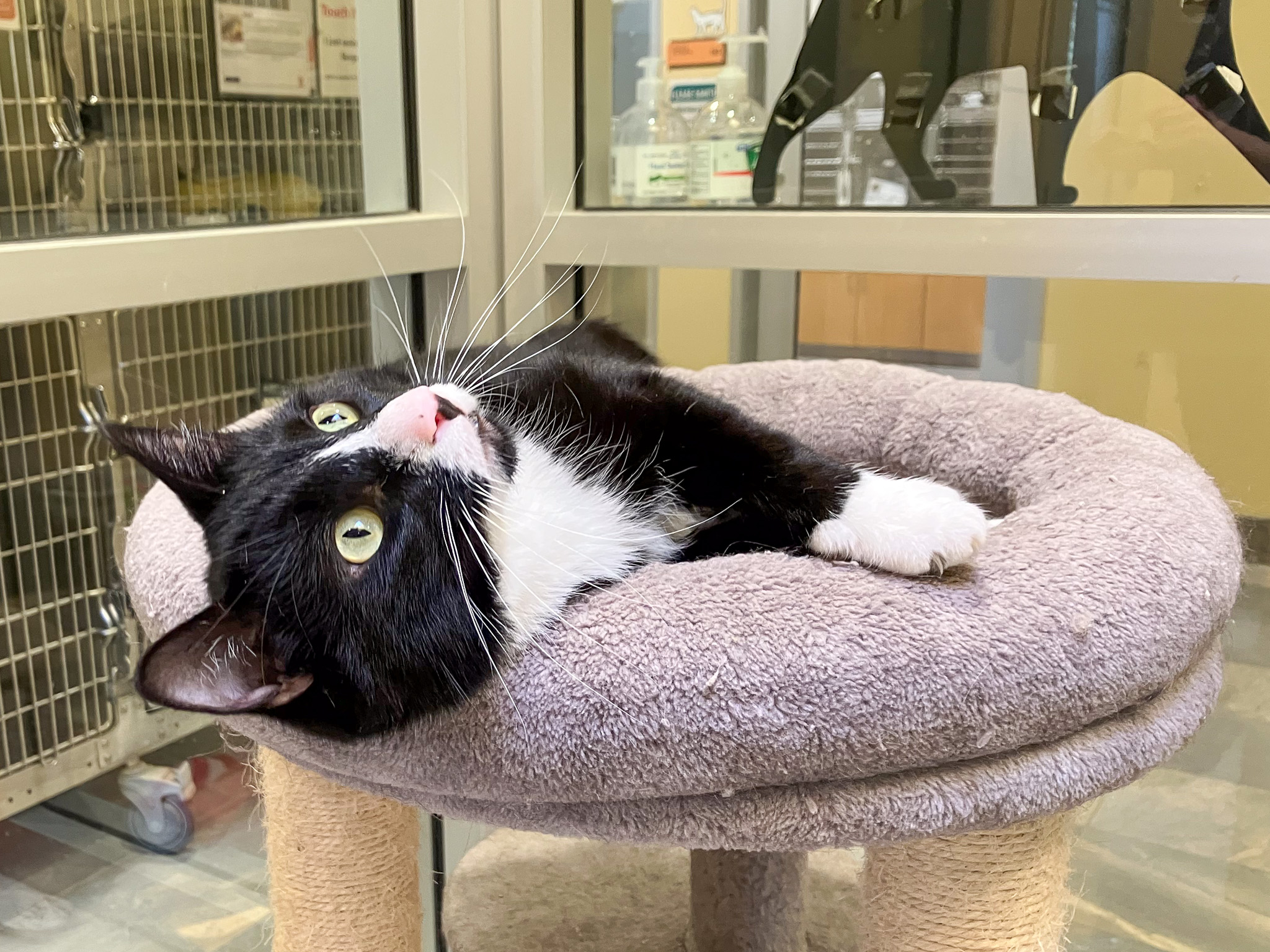 Bond, a domestic shorthair cat, laying on a cat tree, looking up
