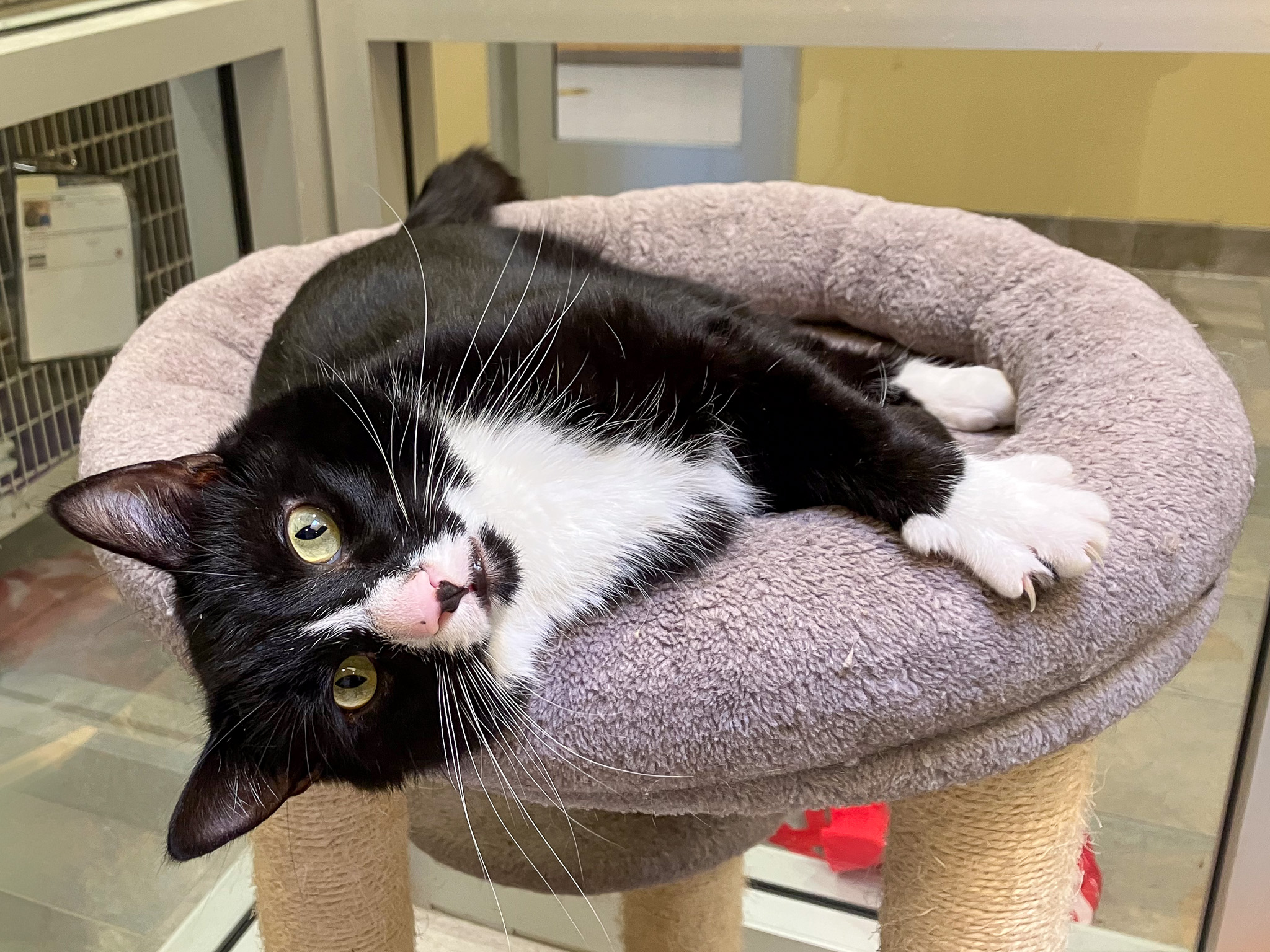 Bond, a domestic shorthair cat, laying on a cat tree, looking at the camera