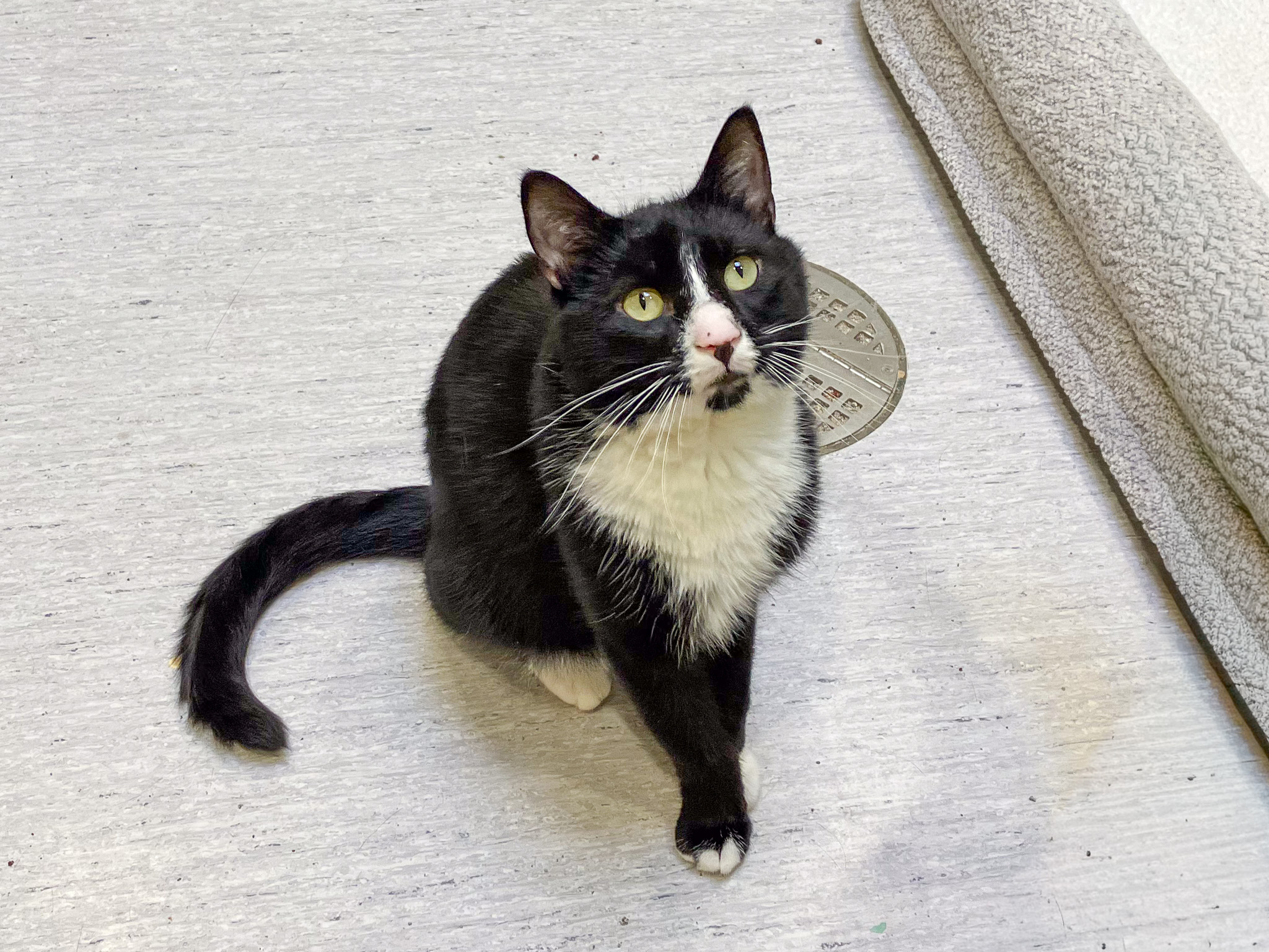 Bond, a domestic shorthair cat, sitting on the floor