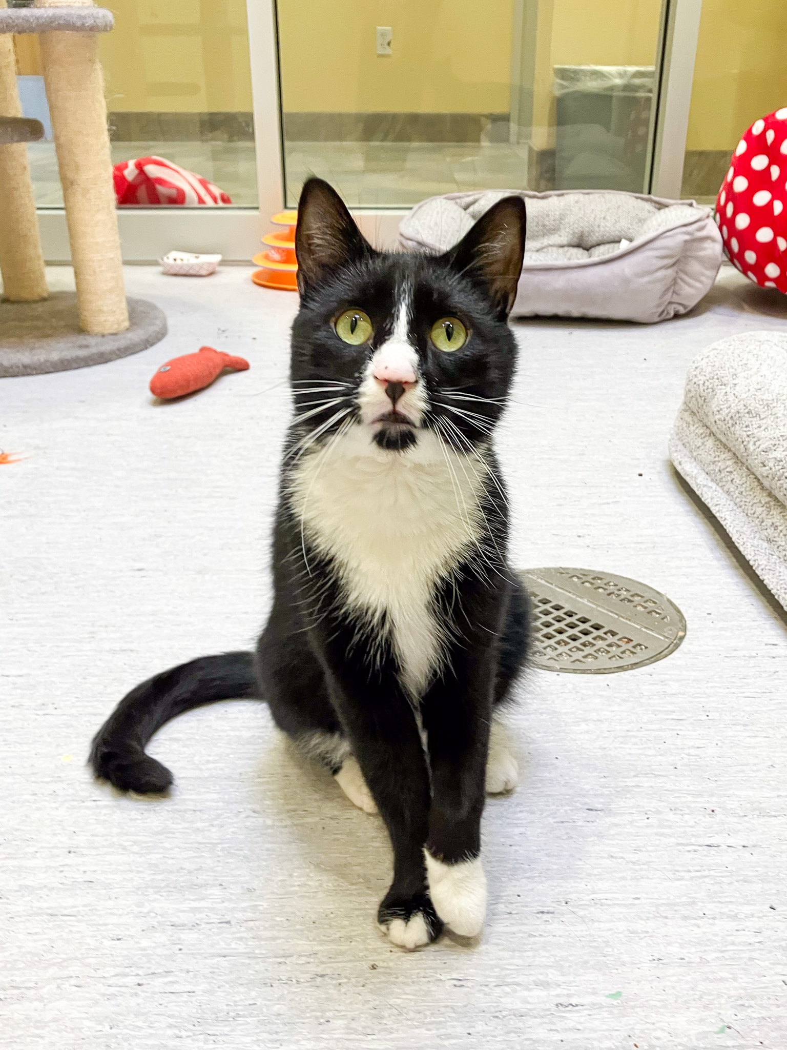 Bond, a domestic shorthair cat, sitting and looking at the camera