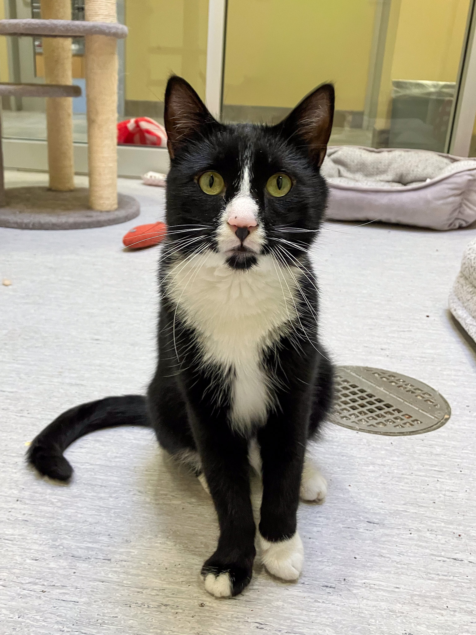 Bond, a domestic shorthair cat, sitting and looking at the camera