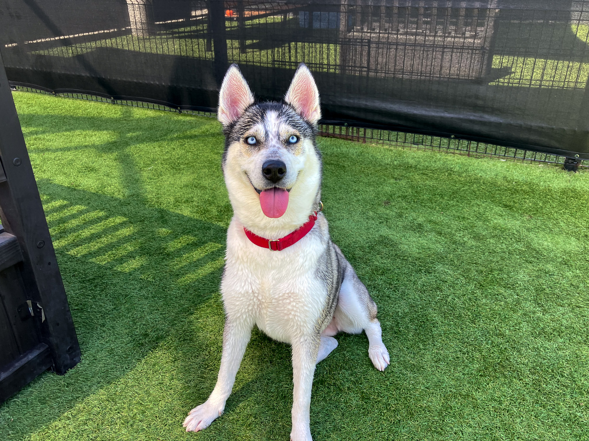 Husky dog sitting in a play yard and smiling at the camera