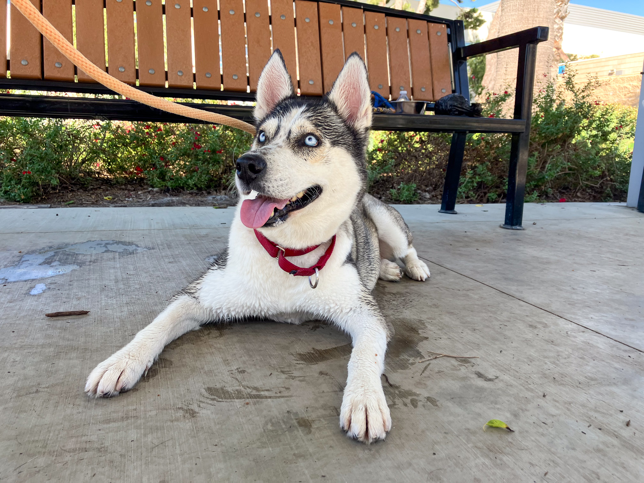 Husky dog laying down and smiling at her handler