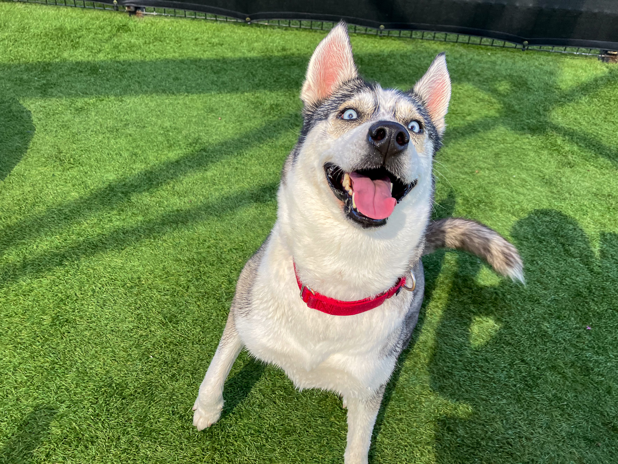 Husky dog sitting in a play yard and smiling at the camera with a goofy face