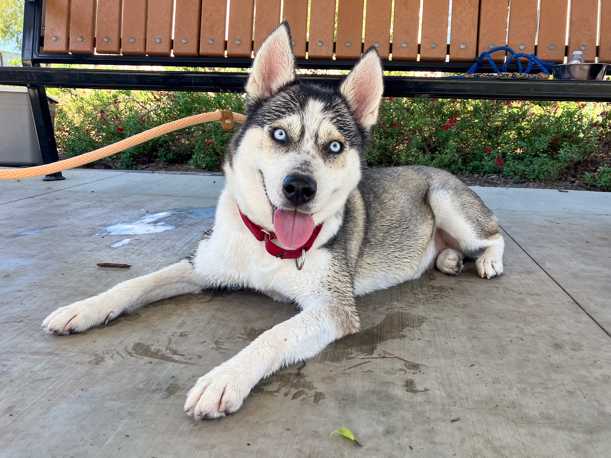 Husky dog laying down and smiling at the camera