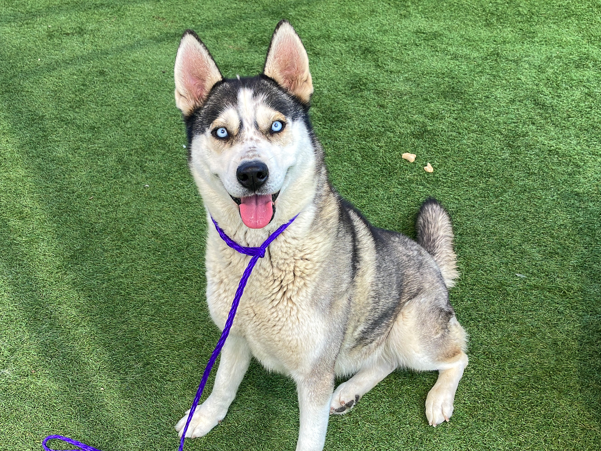 Husky dog sitting in a play yard and smiling at the camera