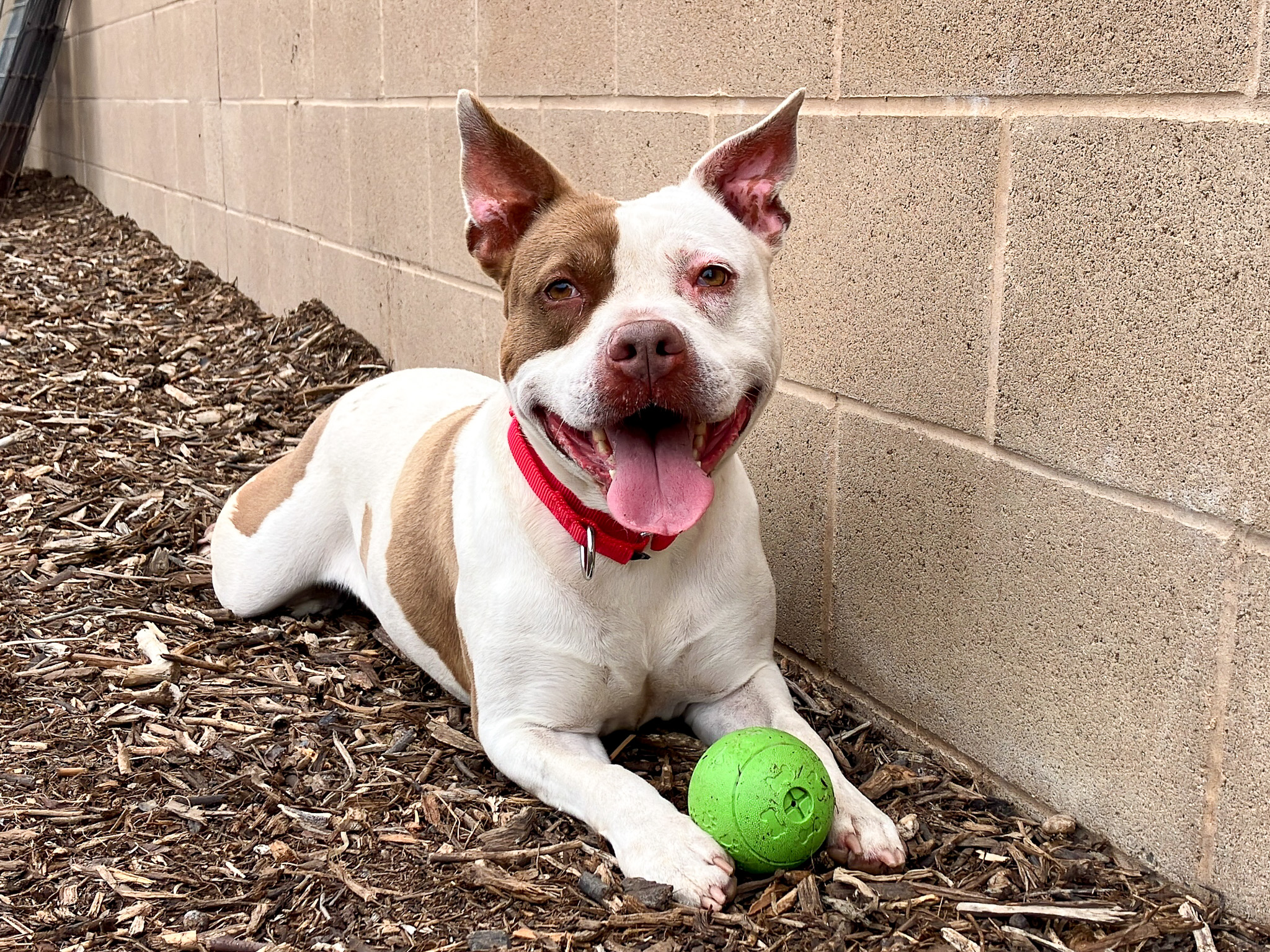 Roca smiling and lying down with a ball between her paws