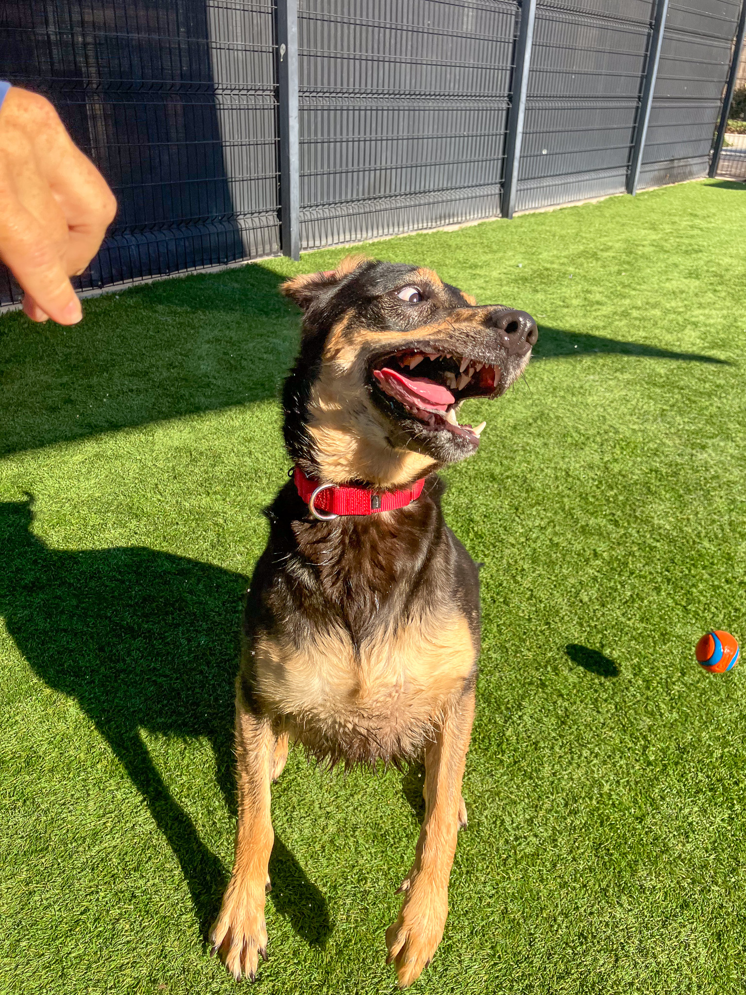 A dog is sitting and looking after the ball that was just thrown on her left side