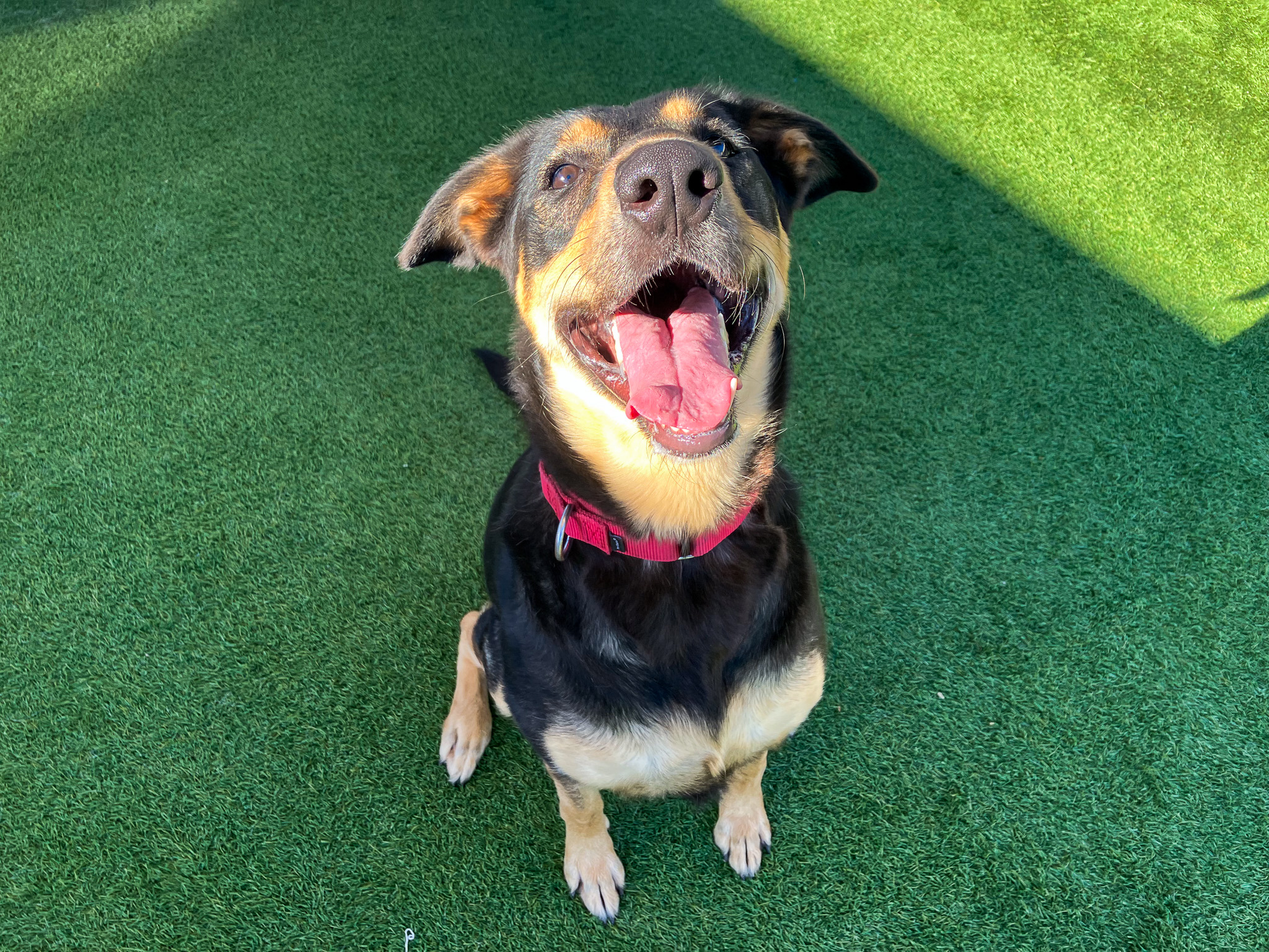 Dog is sitting and smiling at the camera