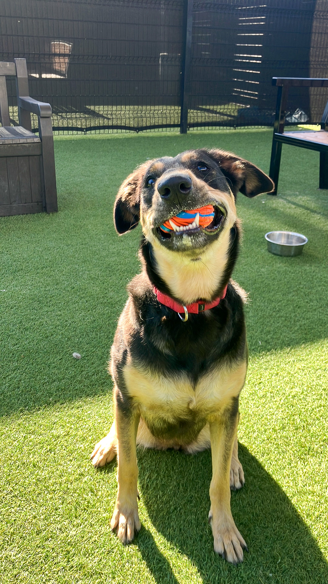 Dog is sitting with silly face because a ball is in her mouth