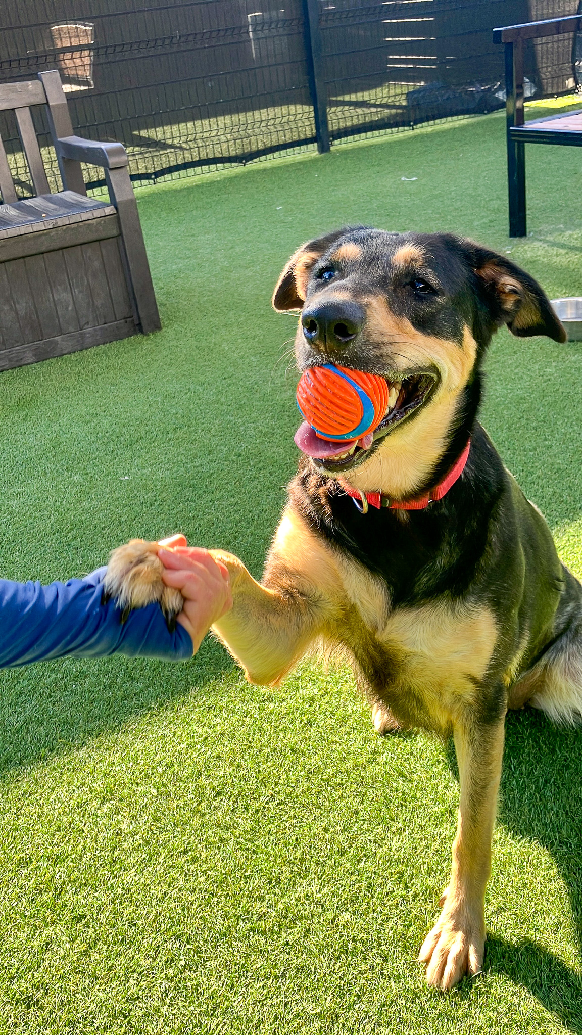 Dog is doing command "paw" while a ball is in her mouth