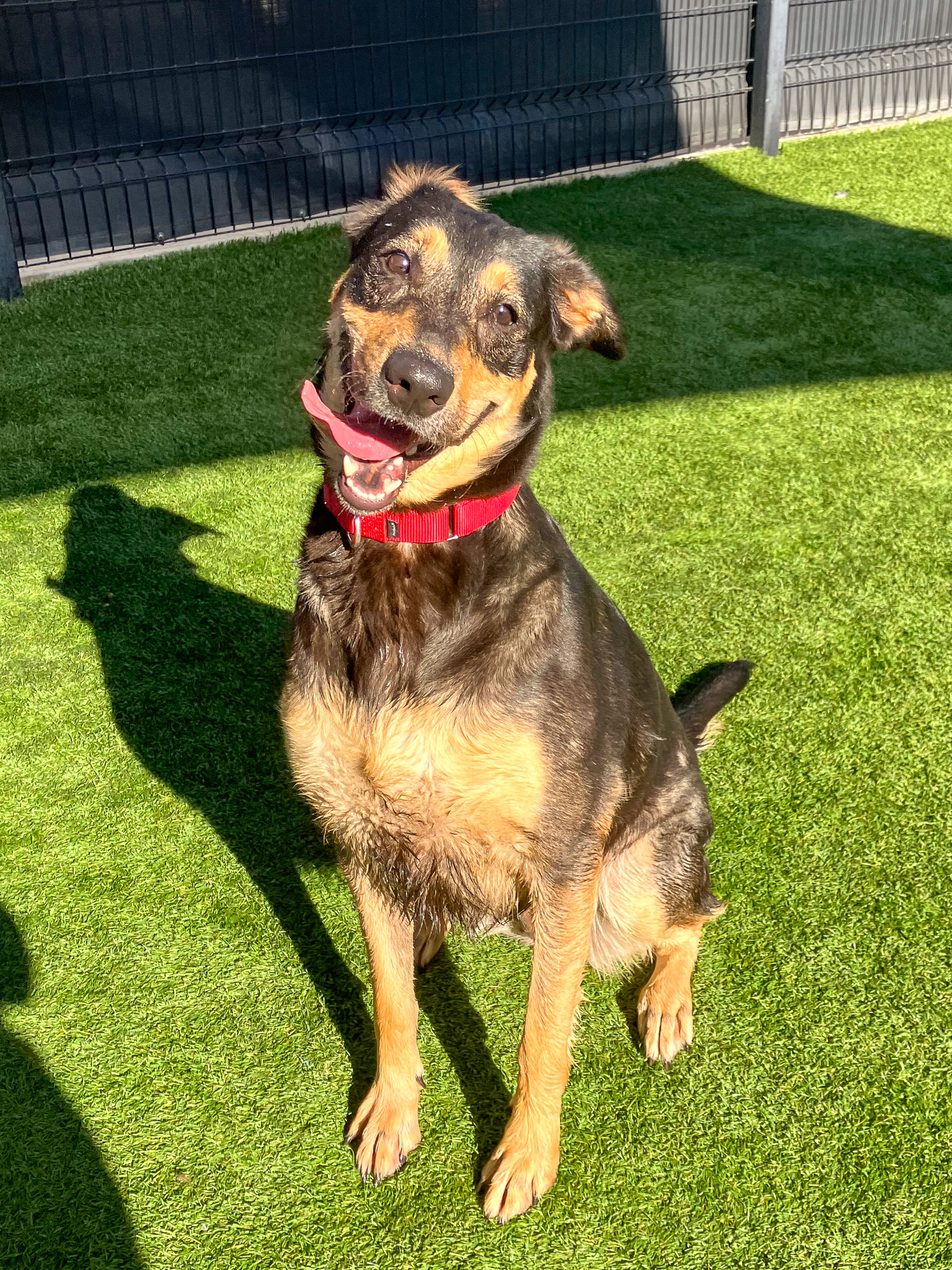 Dog is sitting and smiling at the camera with her tongue sticking out