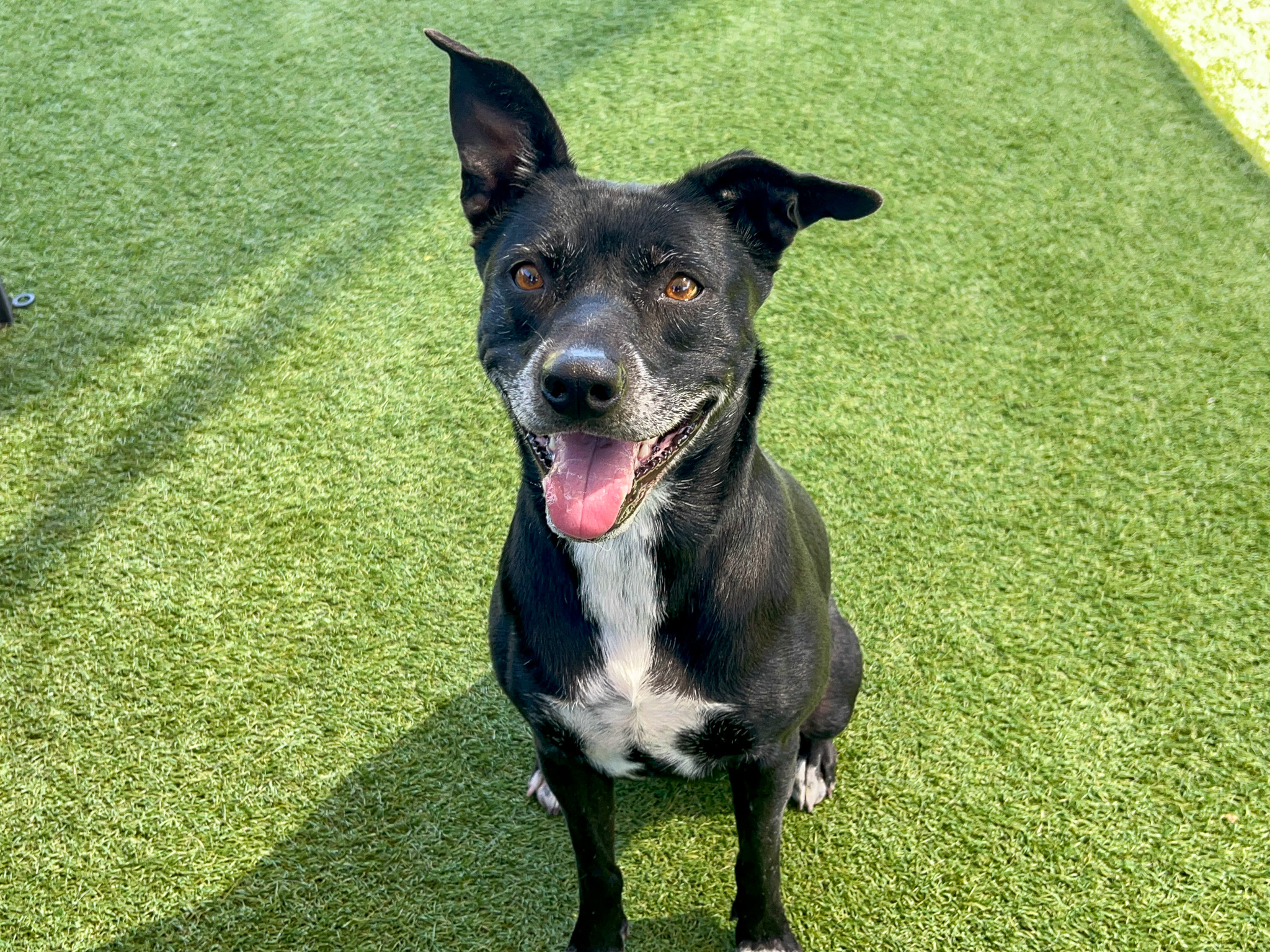 Dog is sitting and smiling at the camera