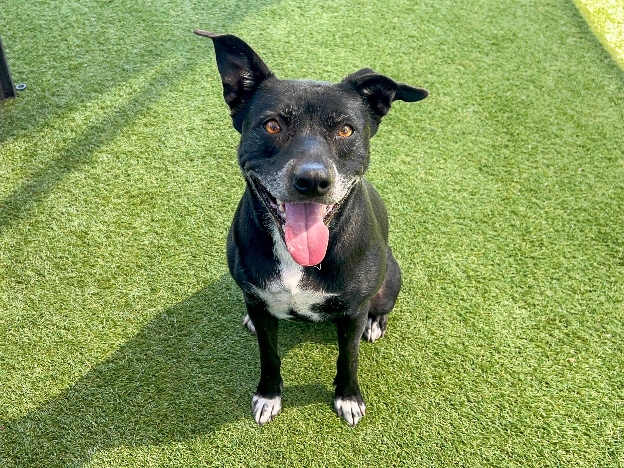 Dog is sitting down and smiling at the camera