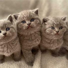 Kittens