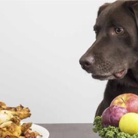Pet Food Safety