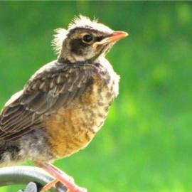 Let's Paws Baby Birds
