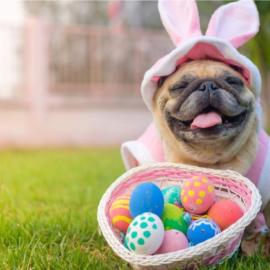 Easter Pug