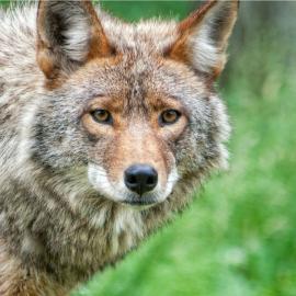 Coyote Encounter