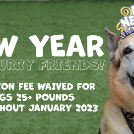 January 2023 Adoption Promotion