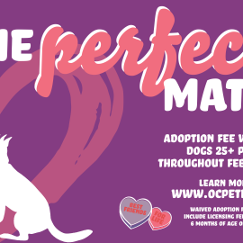 February 2023 Adoption Promotion