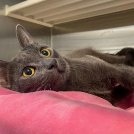 Cat for Adoption