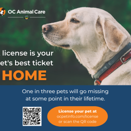 Pet Licensing