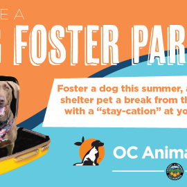 Foster a Dog