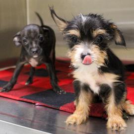two puppies