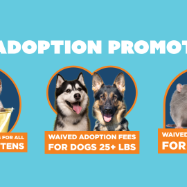 July Adoption Promotion