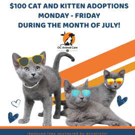 Cool Cat Summer $100 July 2026 Special