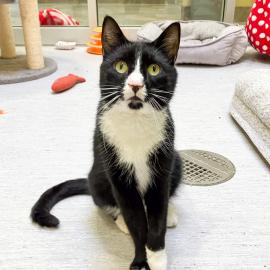 Bond, a domestic shorthair cat, sitting and looking at the camera