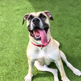 Dog sitting and smiling at the camera in a play yard with turf