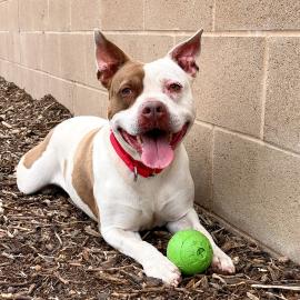 Roca smiling and lying down with a ball between her paws