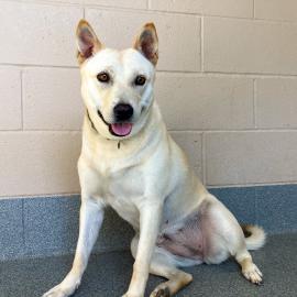Cream colored dog sitting and smiling at the camera in her kennel