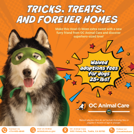 October 2026 Adoption Promotion flyer