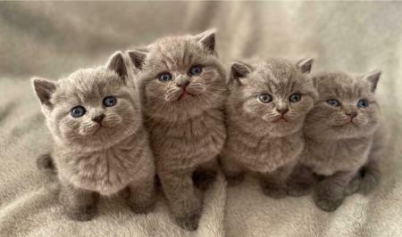 Kittens