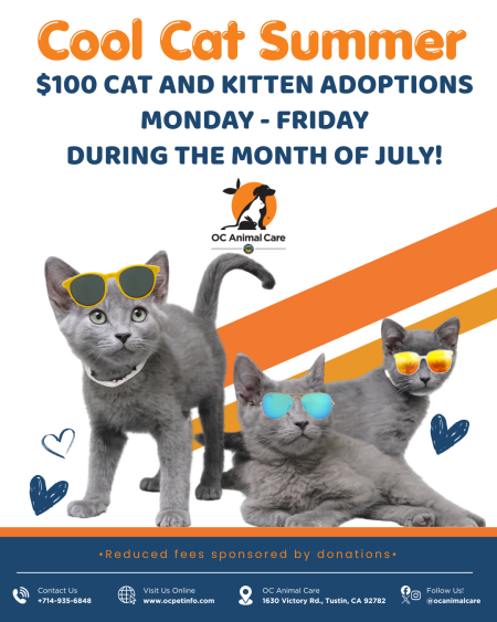 Cool Cat Summer $100 July 2026 Special