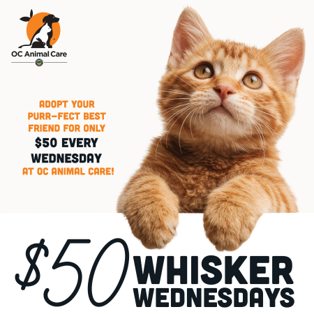 $50 Whisker Wednesday's flyer